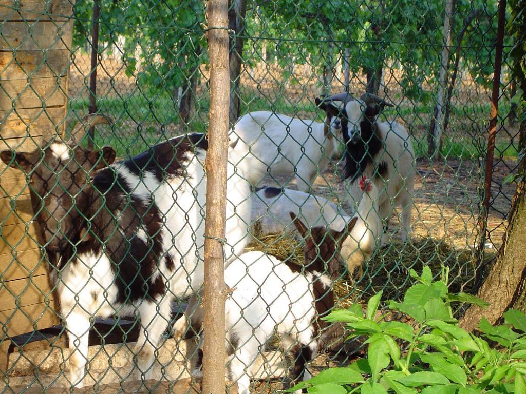 Sant'Andrea Agriturismo Con Cantina Martignago Vignaioli Asolo Prosecco Docg Wines Maser Exterior foto